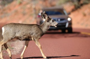 deer-car.jpg